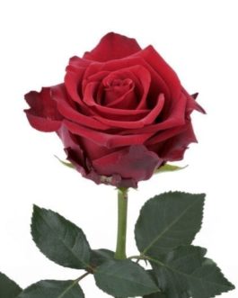 Respiración tener pase a ver Rosasdebuscaflor – las mejores rosas